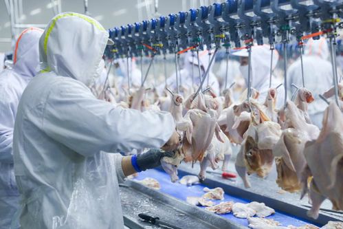 解碼沈陽(yáng)好 豐 景丨肉禽產(chǎn)業(yè)發(fā)展觀察